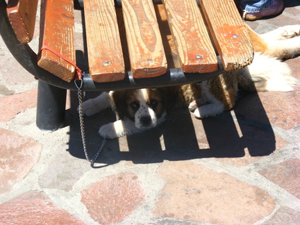 IMG 1032 Sint Bernhard hondje voor betaling mag je er mee op de foto