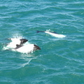 IMG 2492 Dolfijnen langs de ferry van Patagonie naar Tierra del Fuego