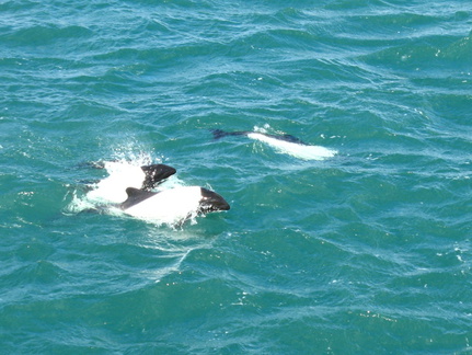 IMG 2492 Dolfijnen langs de ferry van Patagonie naar Tierra del Fuego