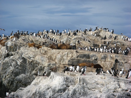 IMG 2683 Trip naar pinguinera