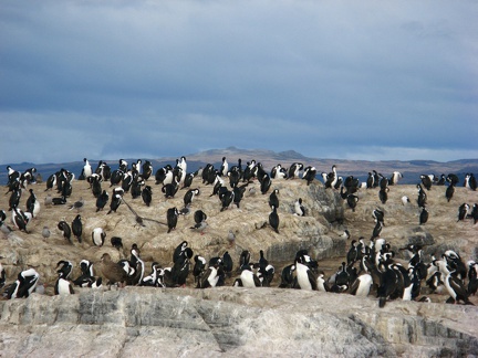 IMG 2687 Trip naar pinguinera