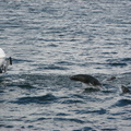 IMG 2782 Springende zeeleeuwen