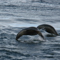 IMG 2783 Springende zeeleeuwen