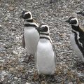IMG 2821 Trip naar pinguinera