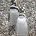 IMG 2822 Trip naar pinguinera