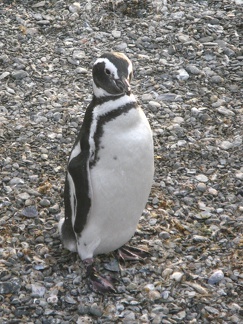 IMG 2826 Trip naar pinguinera
