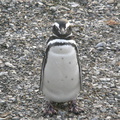 IMG 2827 Trip naar pinguinera