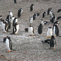IMG 2832 Trip naar pinguinera