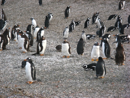 IMG 2832 Trip naar pinguinera