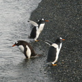 IMG 2849 Trip naar pinguinera