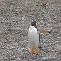 IMG 2865 Trip naar pinguinera