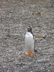 IMG 2865 Trip naar pinguinera