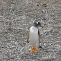 IMG 2866 Trip naar pinguinera