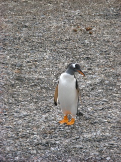 IMG 2866 Trip naar pinguinera