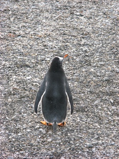 IMG 2874 Trip naar pinguinera