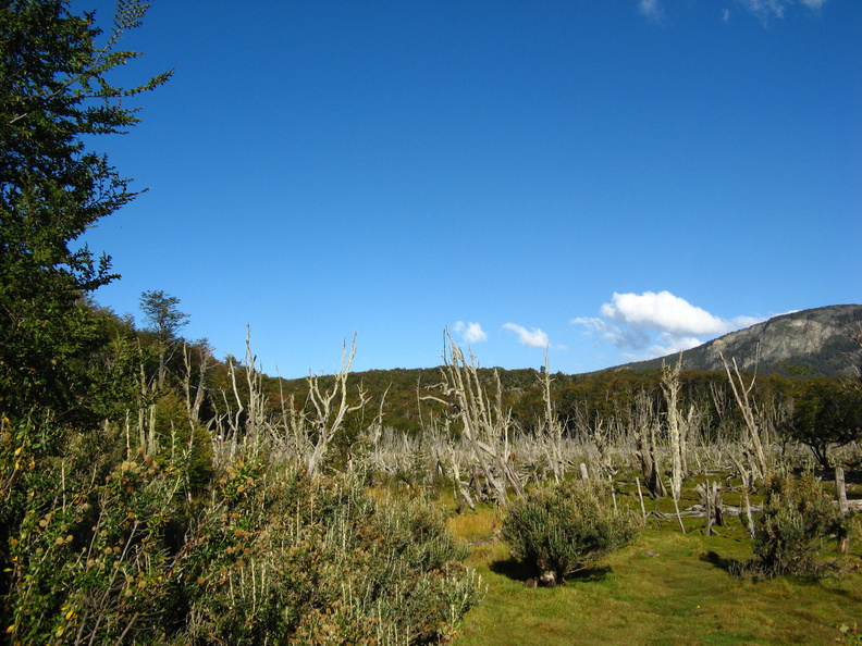 IMG_2987_Parque_Nacional_Tierra_del_Fuego.jpg