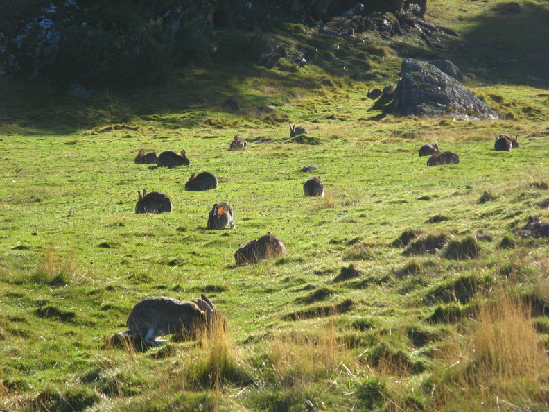 IMG_2990_Heel_veel_konijnen_Parque_Nacional_Tierra_del_Fuego.jpg