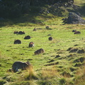 IMG_2990_Heel_veel_konijnen_Parque_Nacional_Tierra_del_Fuego.jpg