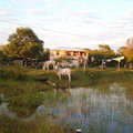 IM004255 Huis in Crooked Tree