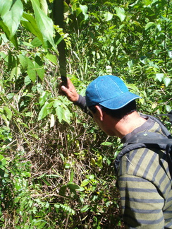 IM004429 Cutting himself through the bush