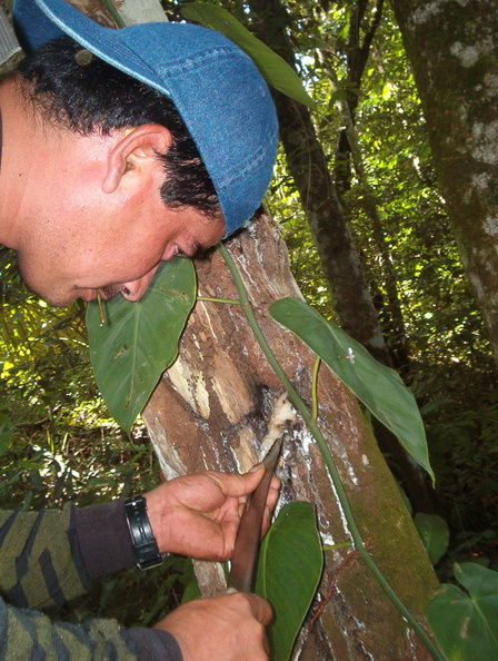 IM004432 Max takes juice used by the Mayas to burn