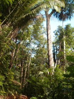 IM004434 Chewing gum tree