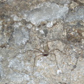 IM004452a Spider