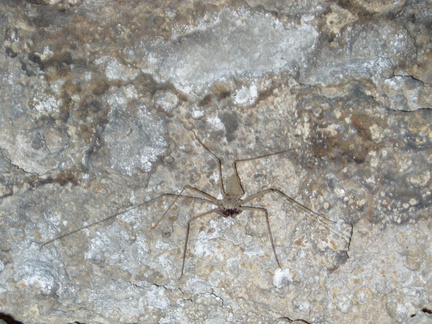 IM004452a Spider