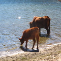 IMG 8294 Koeien op het strand van de Kea baai