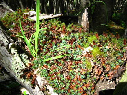 IMG 1238 Begroeiing in het bos