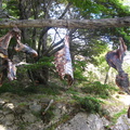 IMG 2246 Vlees wordt in de boom gedroogd
