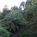 IMG 1430 Een enorm groen woud van planten