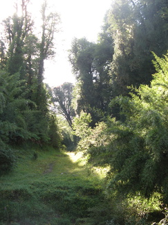 IMG 1431 De natuur neemt de oude weg snel over
