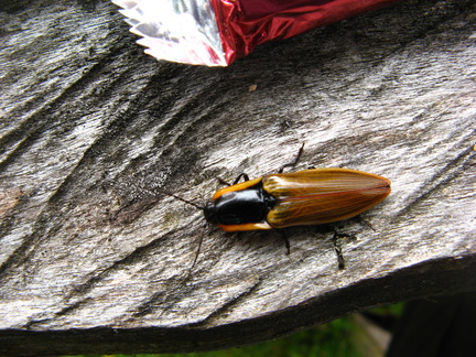 IMG 1443 Schorpioentje zat op poot van dit beest