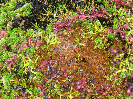 IMG 2161 Mooi kleurenpalet van vleesetende plantjes