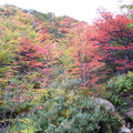 IMG 3106 Herfstkleuren tijdens klim naar Torres lookout