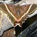 IMG 8270 Mooie grote vlinder