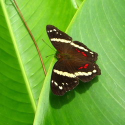 2005-10 Costa Rica Plantjes En Beestjes