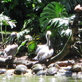 IMG 5265 Schilpadden en Pelicanen in Zoo Ave