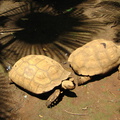 IMG 5298 Schildpadden in Zoo Ave