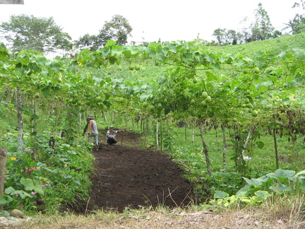 IMG 5462 Plantages met Chayote