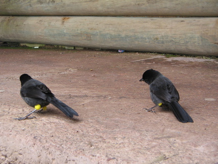 IMG 5736 Leuke vogeltjes met sokjes