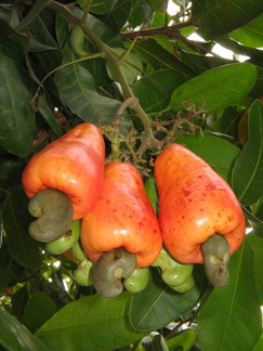 IMG 1428 Eetbare vrucht mara on in de tuin van het hotel