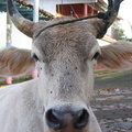 IMG 2570 Portretfoto van koe