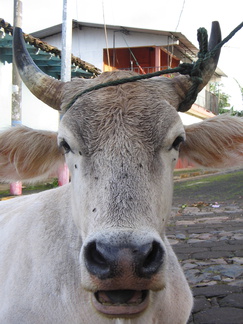 IMG 2570 Portretfoto van koe