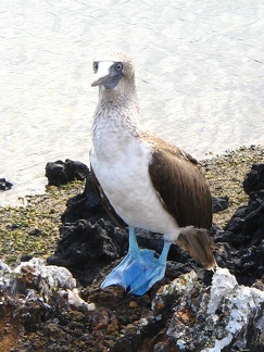 IMG 1694 De Blue Footed Booby