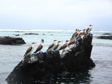 IMG 1740 Blue footed boobies op een rots