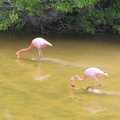 IMG 1605 Flamingos