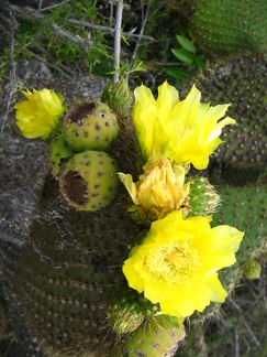 IMG 1530 Bloeiende Opuntia Cactus