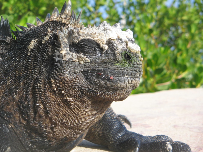 IMG_1641_Portret_van_een_Marina_Iguana.jpg